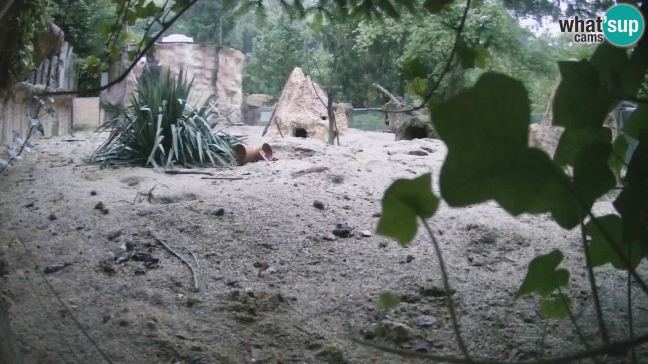 Zoo Ljubljana – Live webcam Meerkat (Suricata)