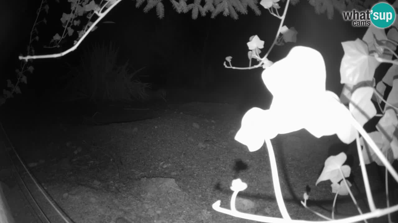 Webcam Zoo Ljubljana – Suricate