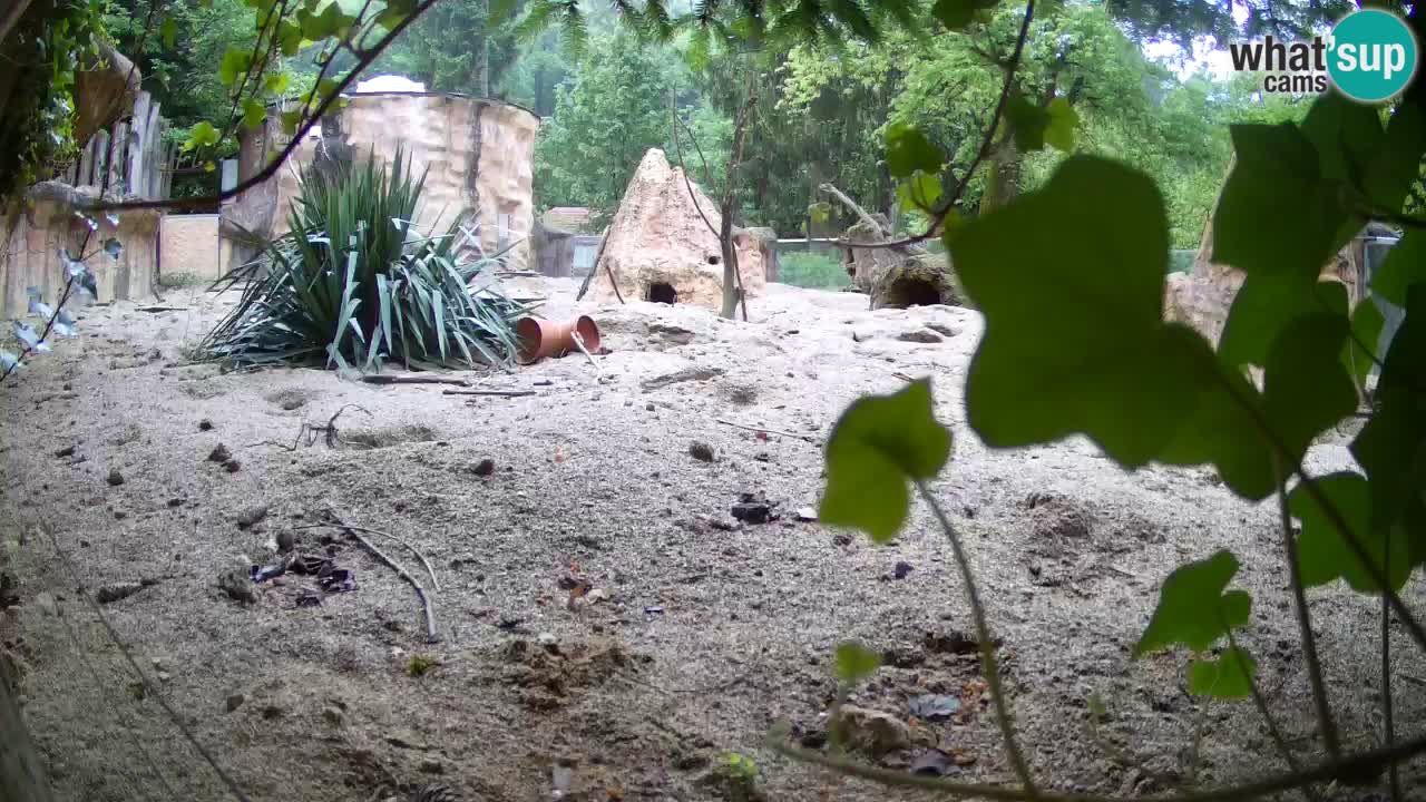 Web kamera Zoo Ljubljana – Merkat