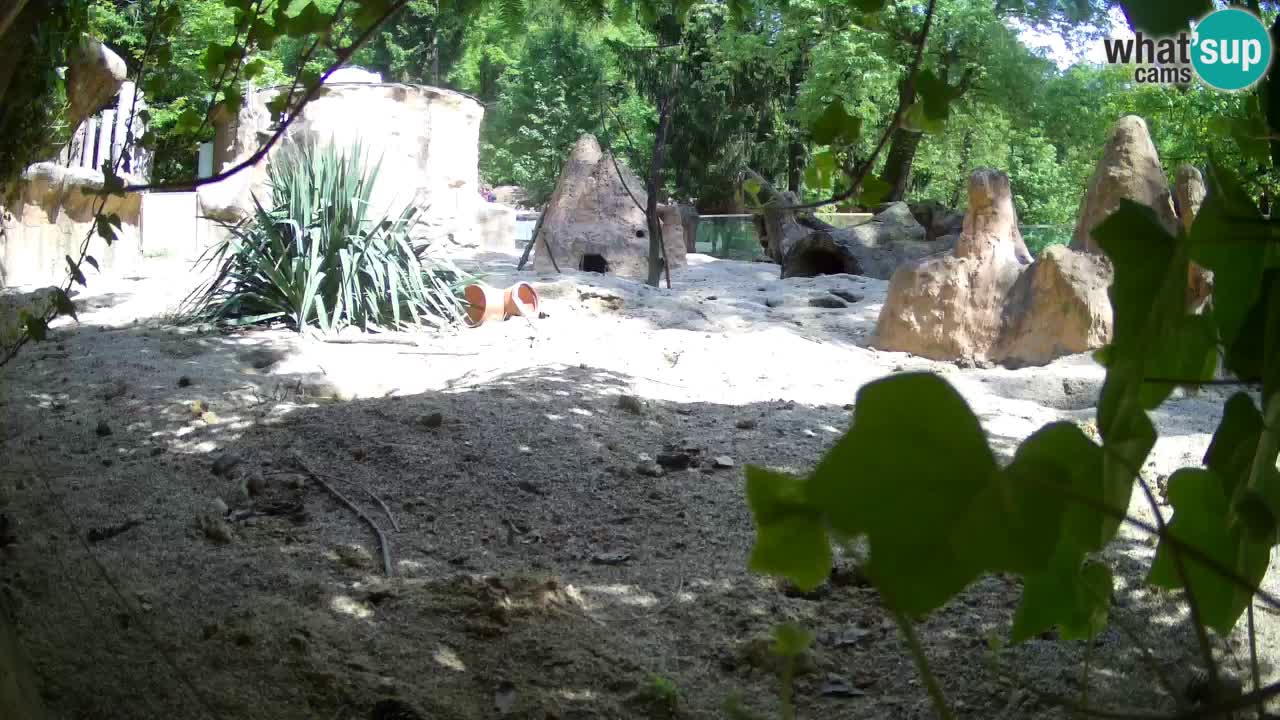 Live cam Zoo Ljubljana – Erdmännchen