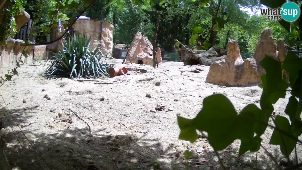 Zoo Ljubljana – Meerkat (Suricata)