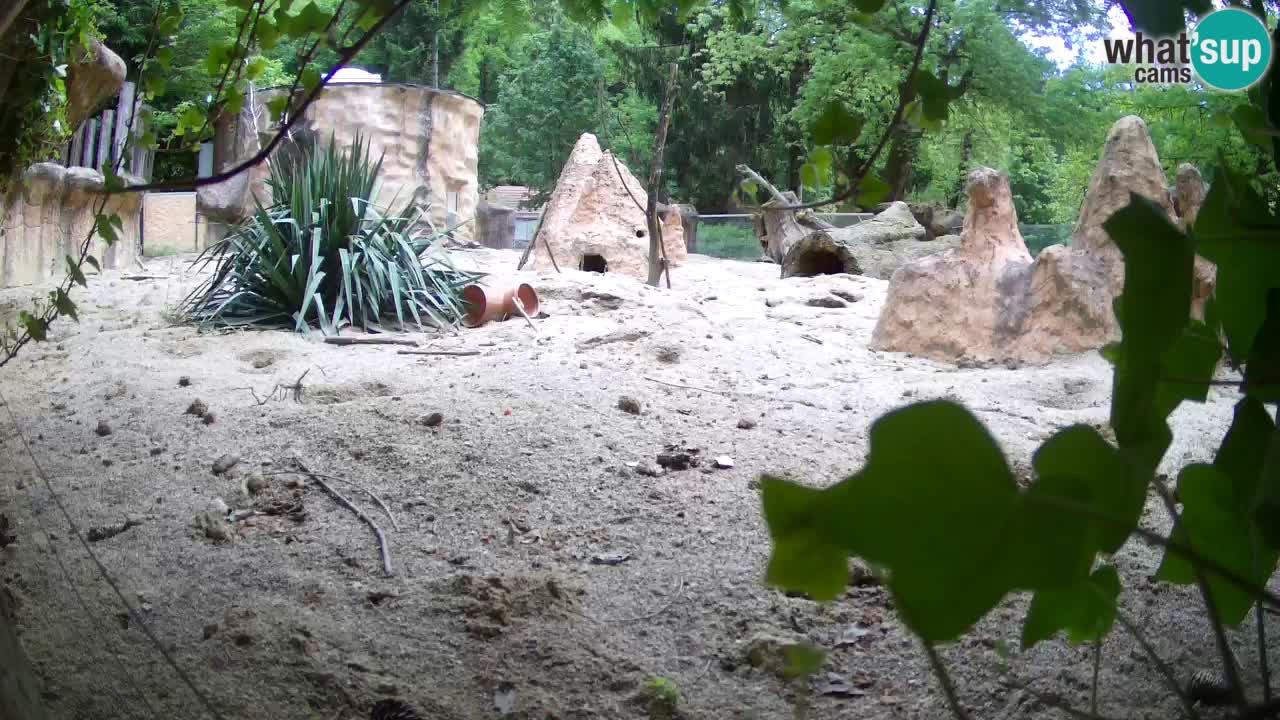 Webcam Zoo Ljubljana – Suricate