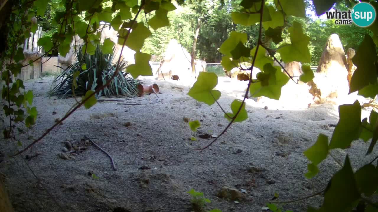 Live cam Zoo Ljubljana – Erdmännchen