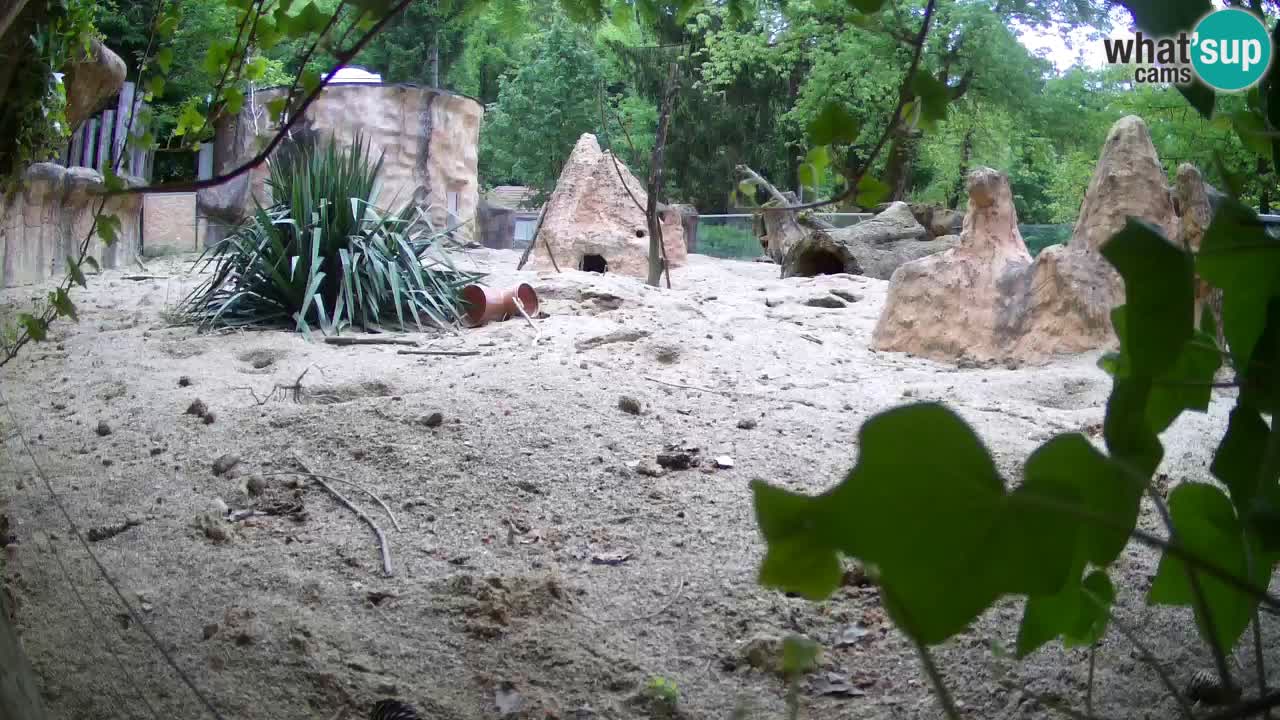 Zoo Ljubljana – Live webcam Meerkat (Suricata)