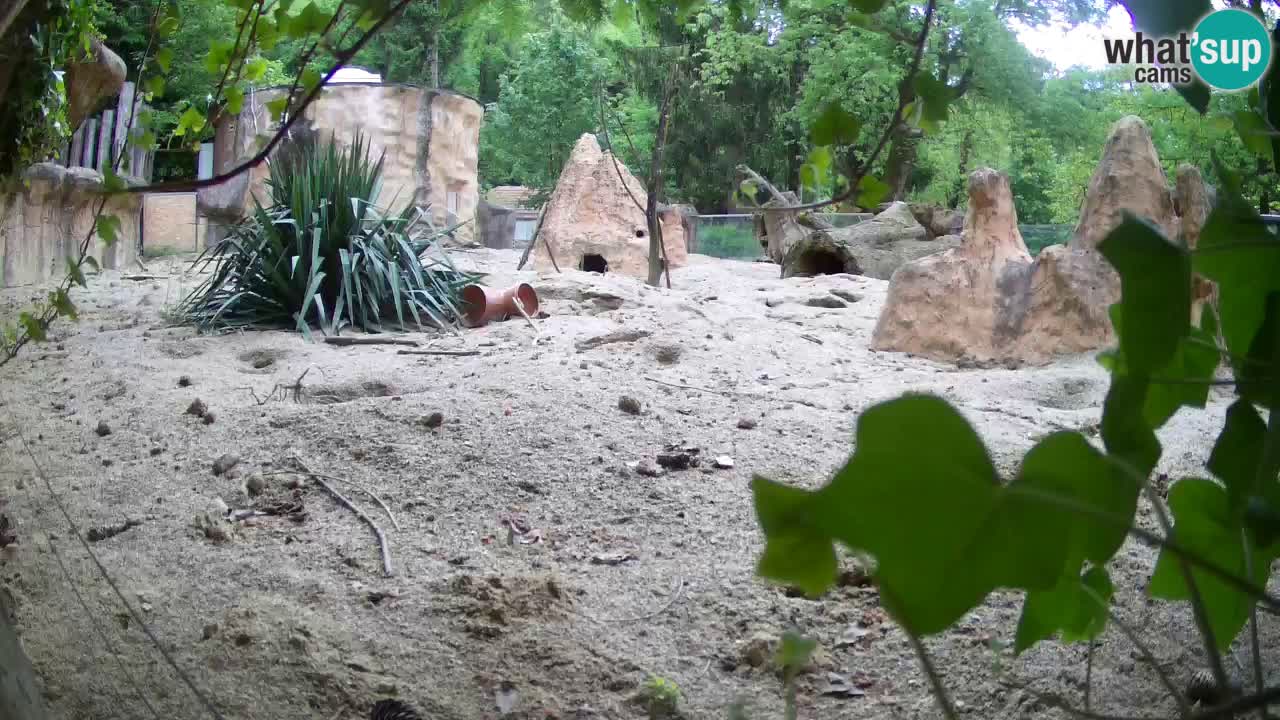Zoo Ljubljana – Meerkat (Suricata)