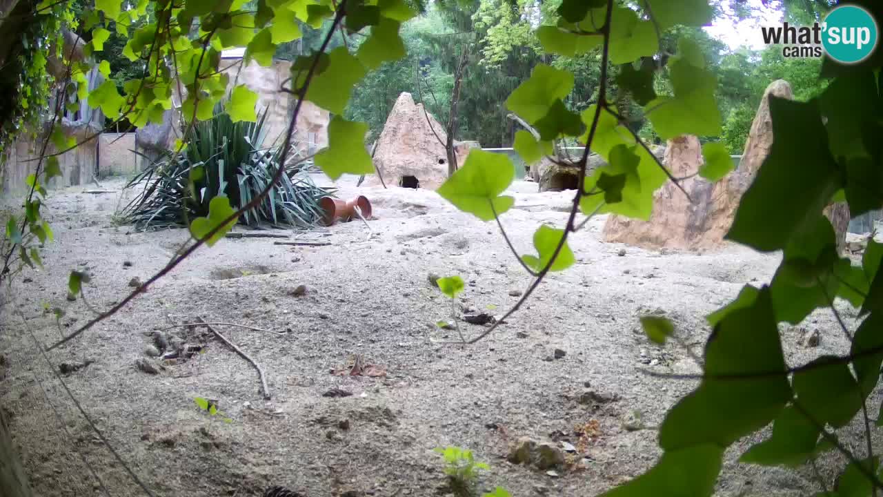 Zoo Ljubljana – Live webcam Meerkat (Suricata)