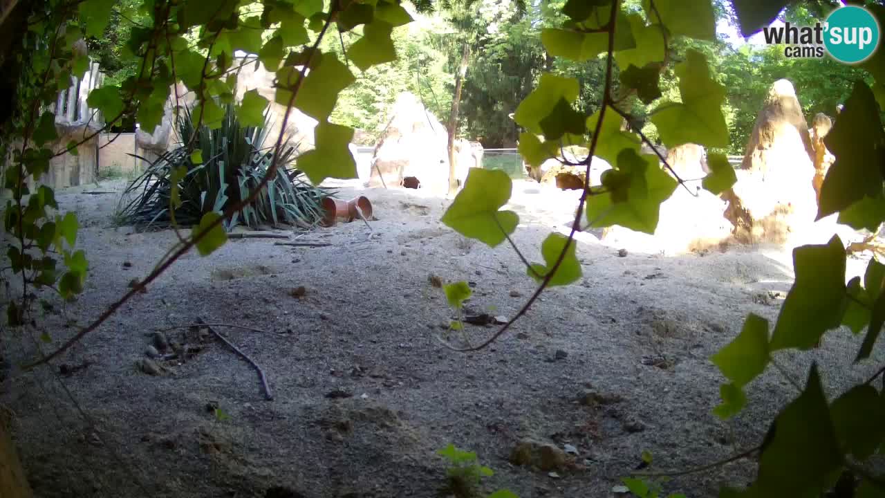 Zoo Ljubljana – Meerkat (Suricata)