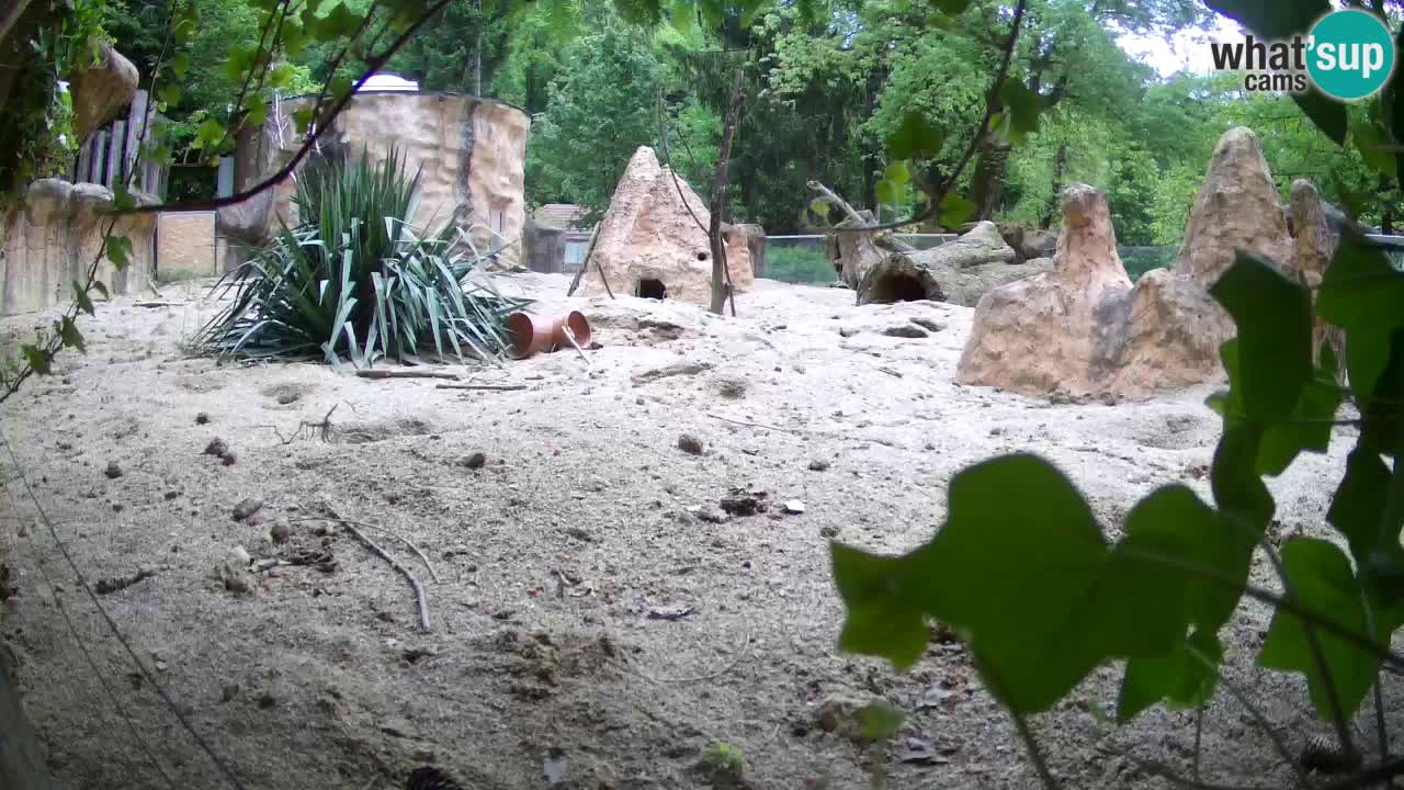 Web kamera Zoo Ljubljana – Merkat