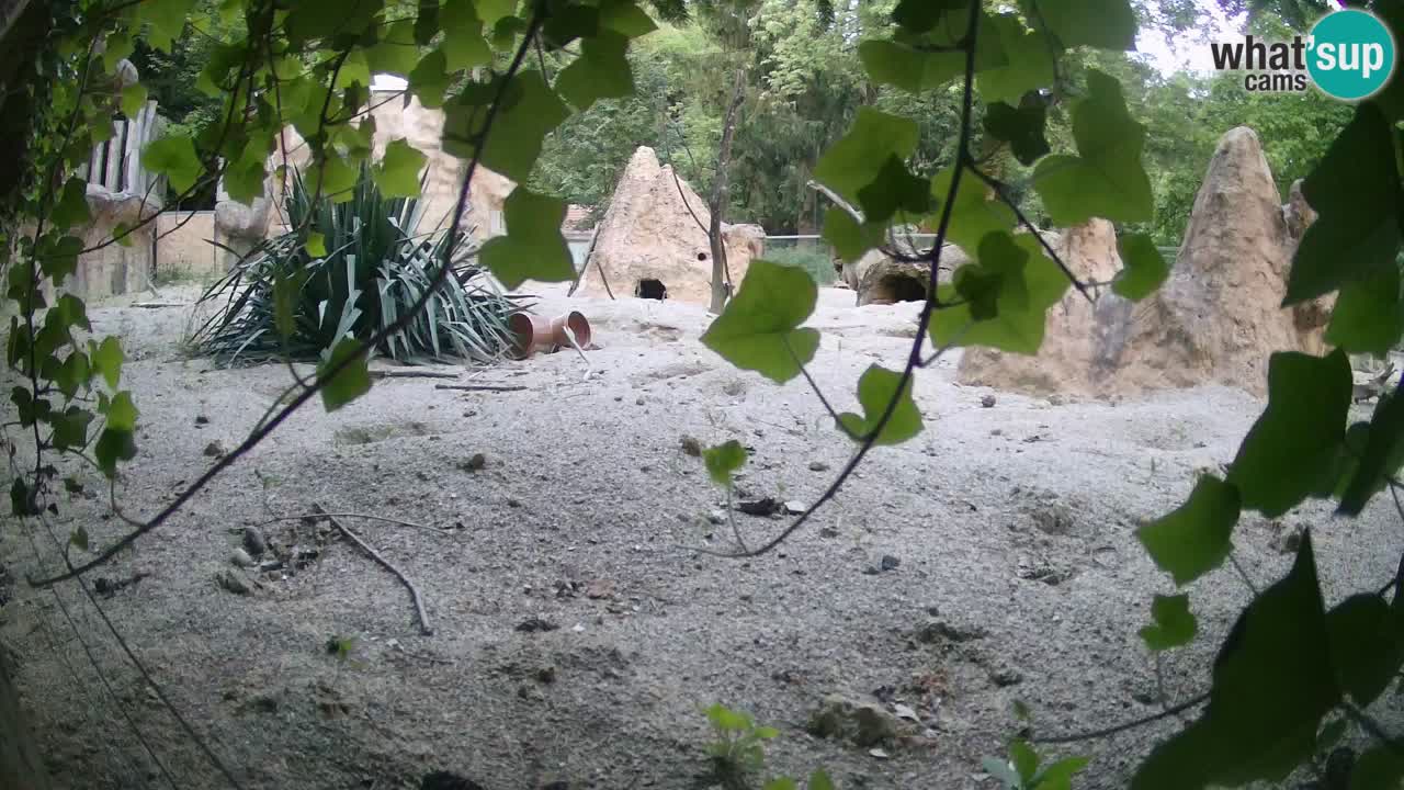 Spletna kamera Živalski vrt Ljubljana – Surikat