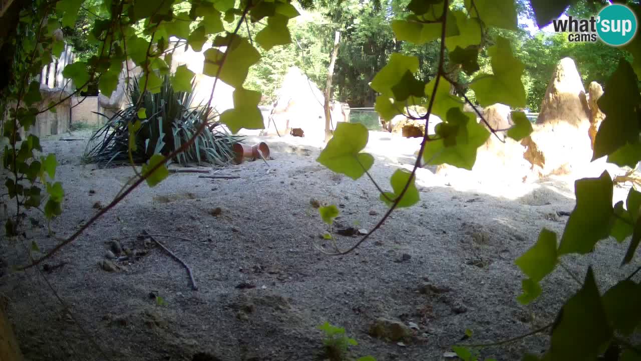 Webcam Zoo Ljubljana – Suricate