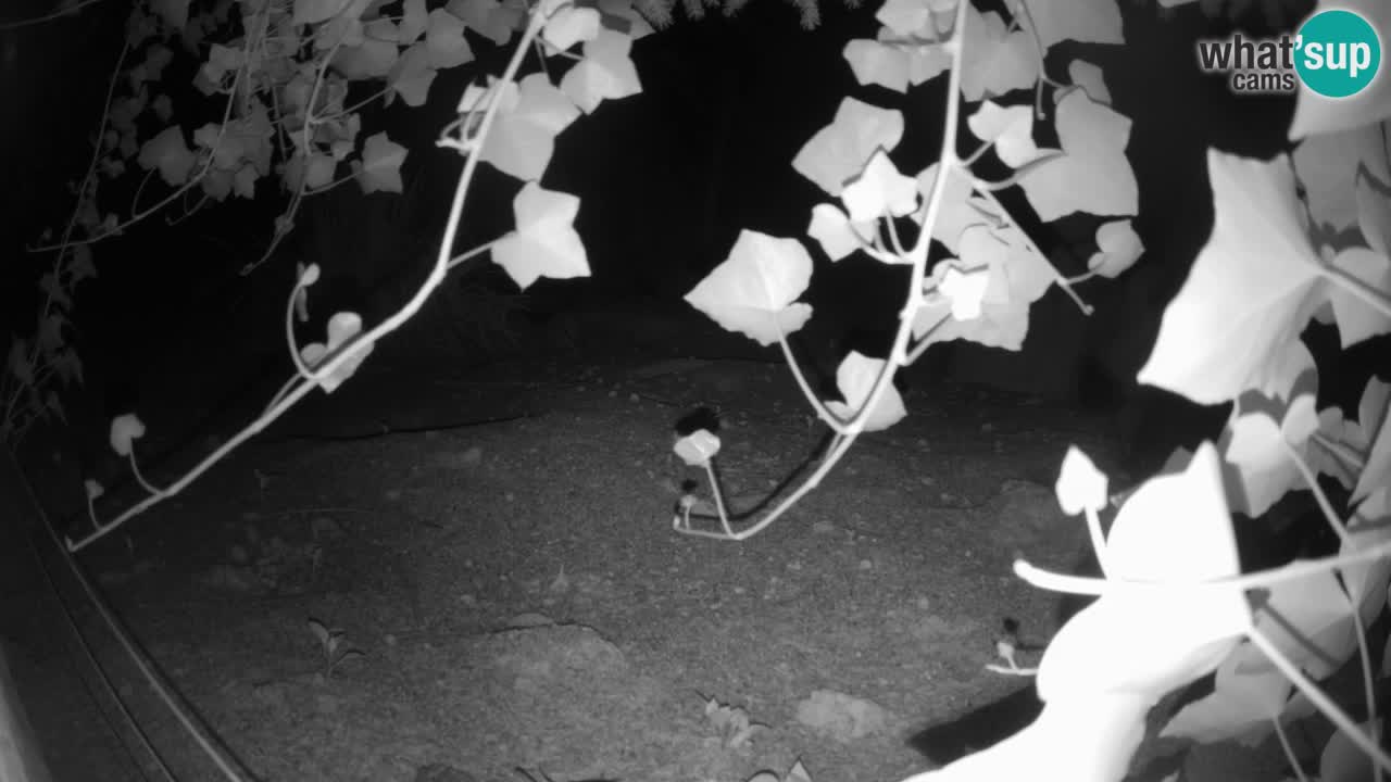 Live cam Zoo Ljubljana – Erdmännchen