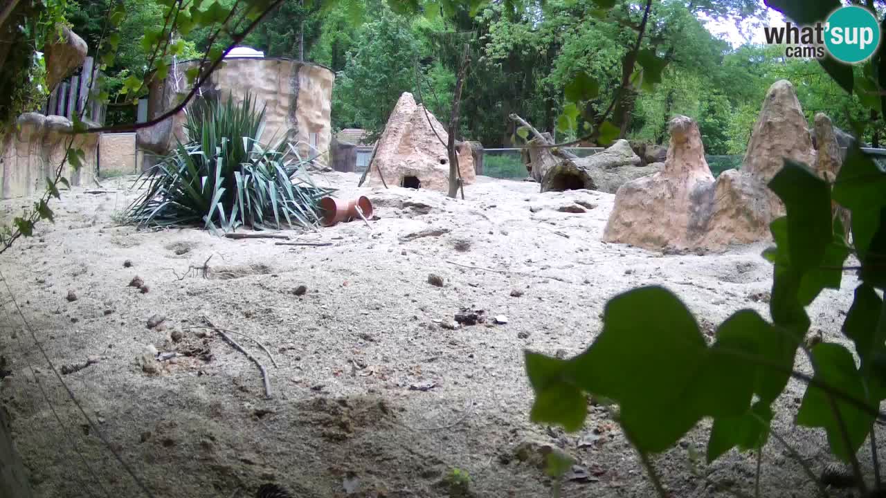 Webcam live Zoo Ljubljana – Suricata