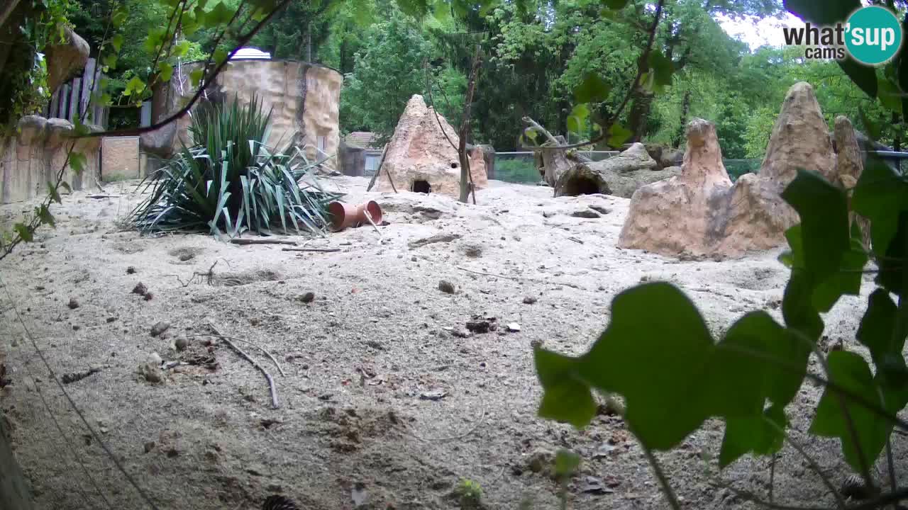 Zoo Ljubljana – Live webcam Meerkat (Suricata)