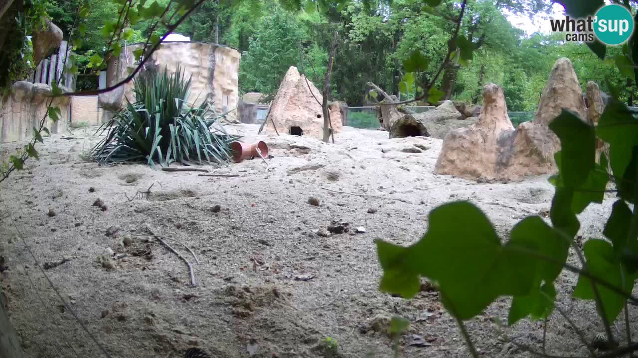 Live cam Zoo Ljubljana – Erdmännchen