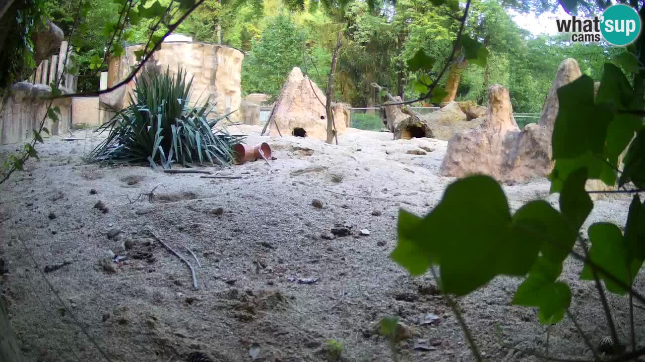 Zoo Ljubljana – Live webcam Meerkat (Suricata)
