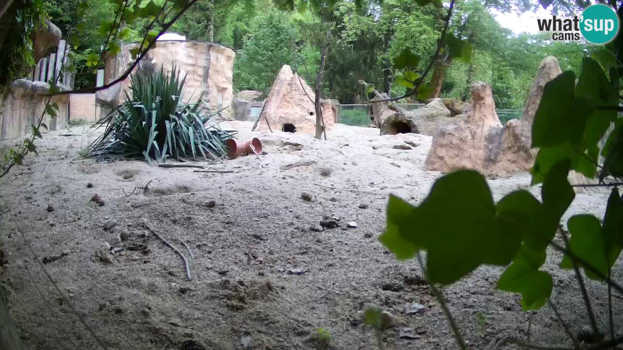 Zoo Ljubljana – Live webcam Meerkat (Suricata)