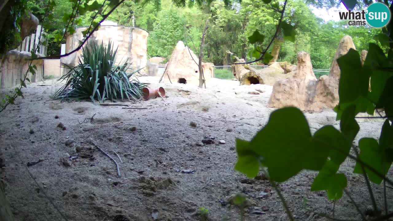 Zoo Ljubljana – Live webcam Meerkat (Suricata)