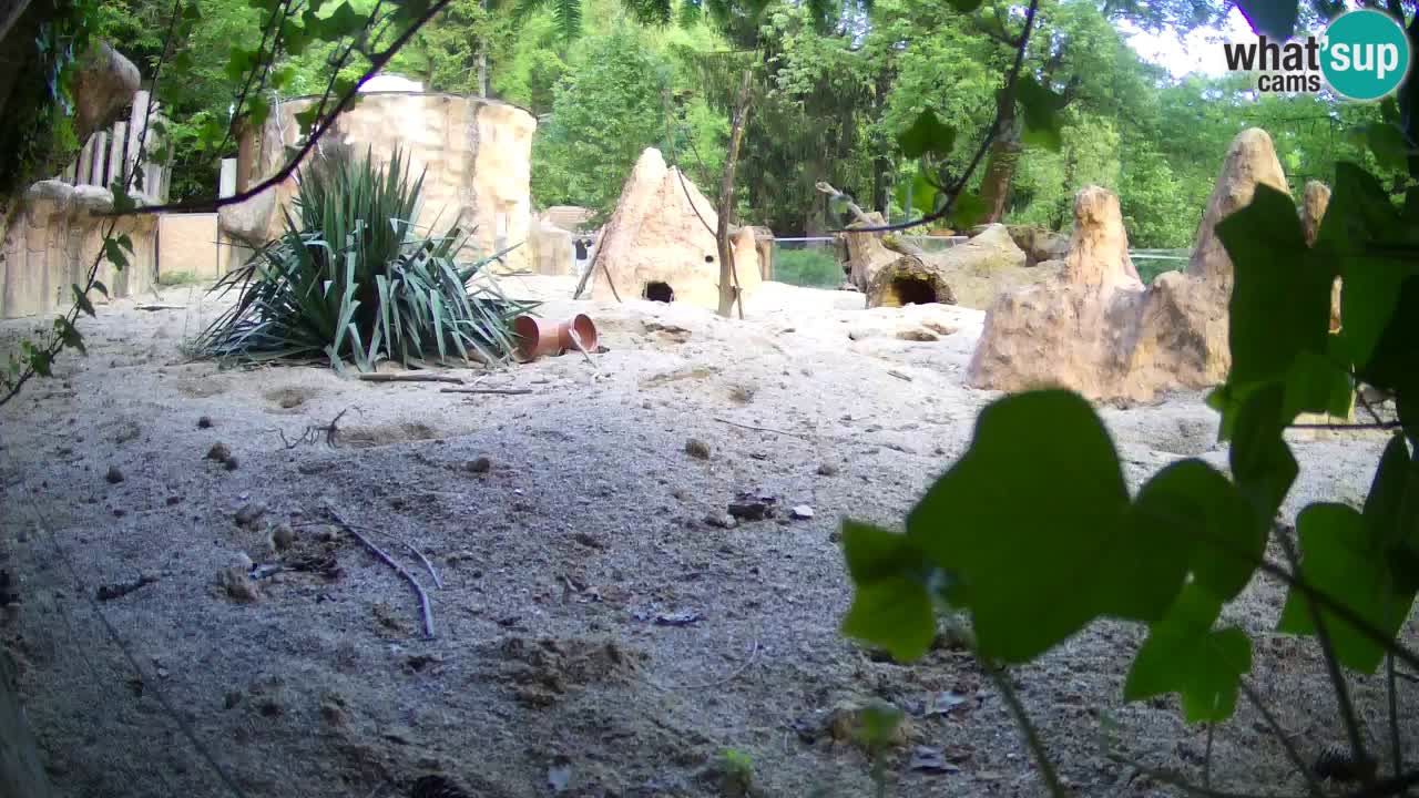 Zoo Ljubljana – Meerkat (Suricata)
