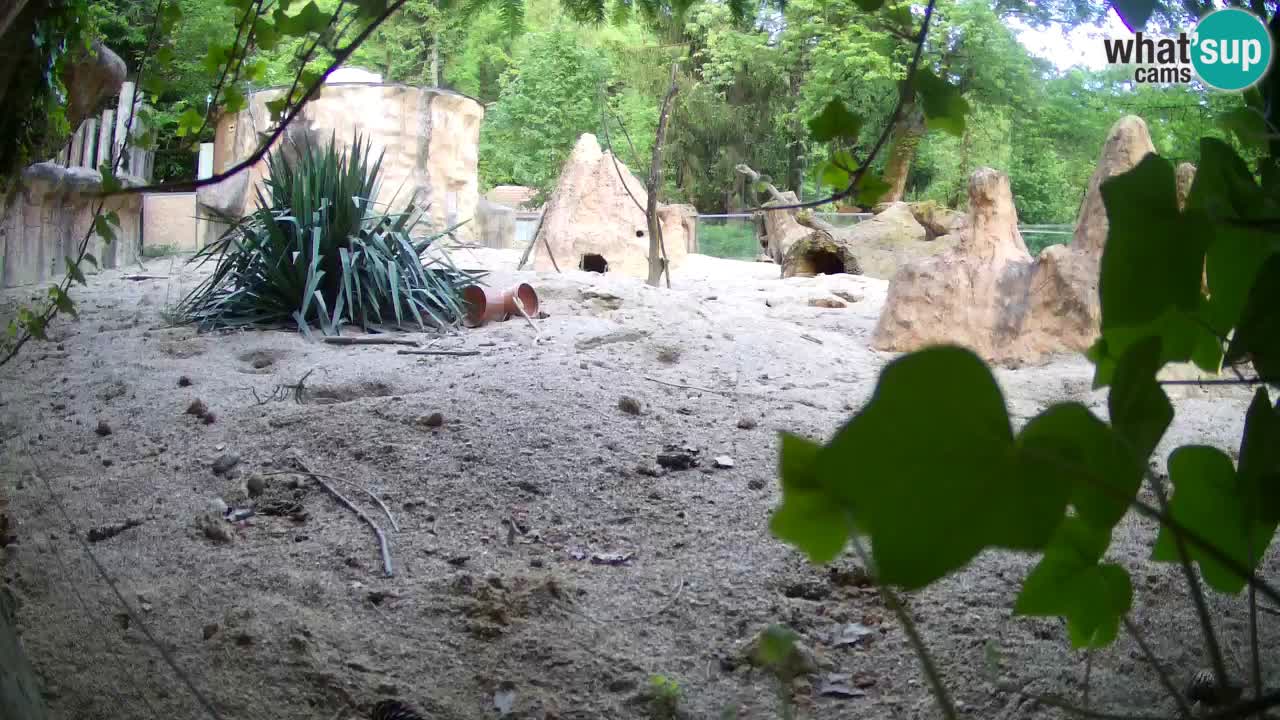 Zoo Ljubljana – Live webcam Meerkat (Suricata)
