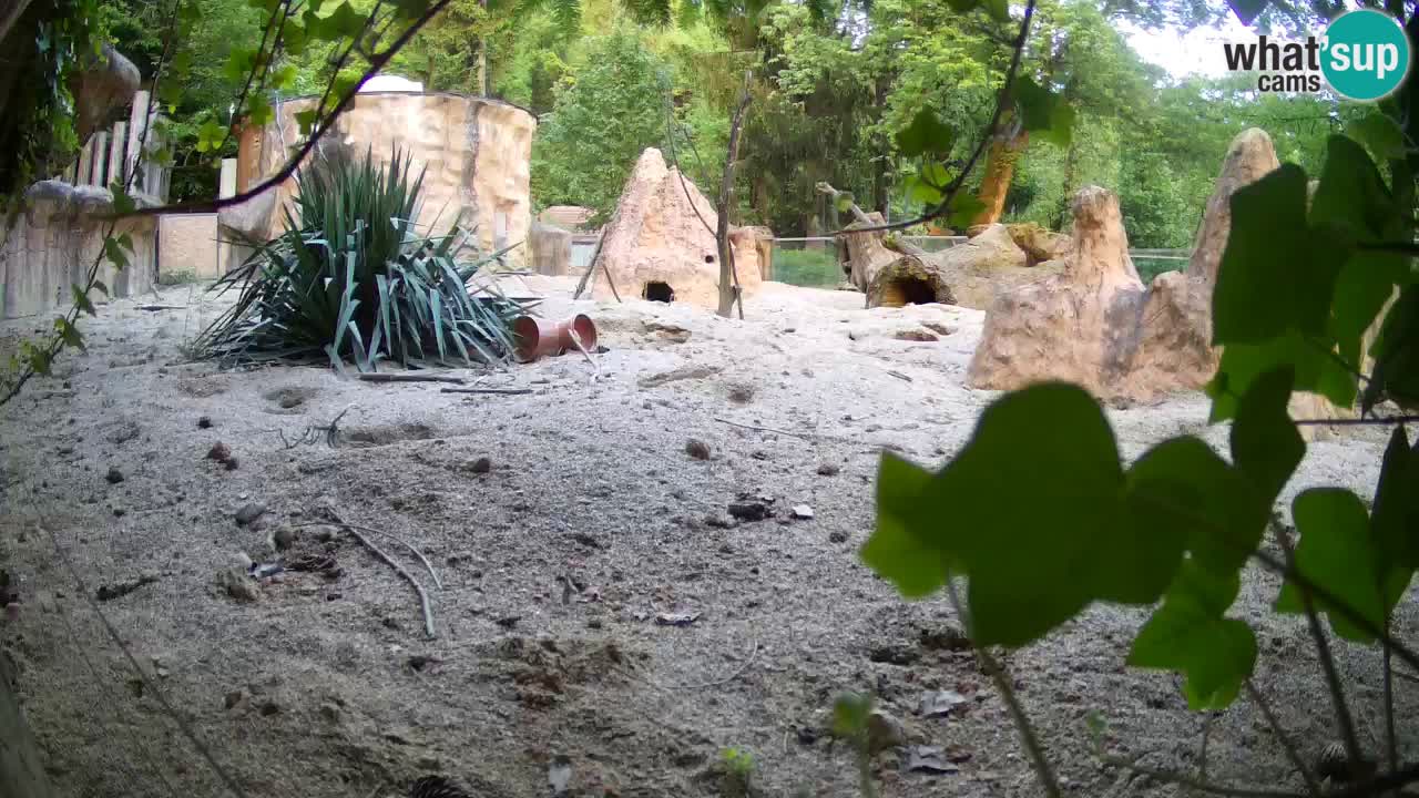 Webcam Zoo Ljubljana – Suricate