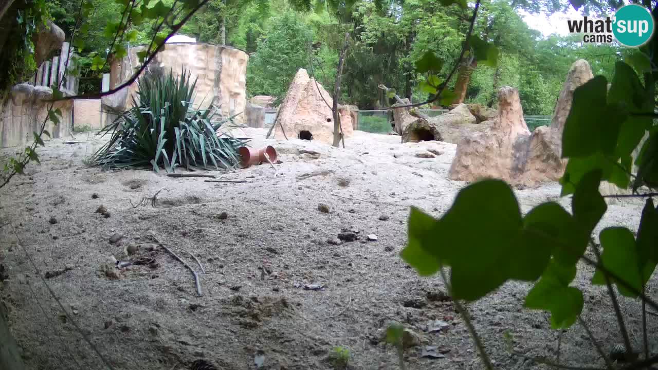 Live cam Zoo Ljubljana – Erdmännchen