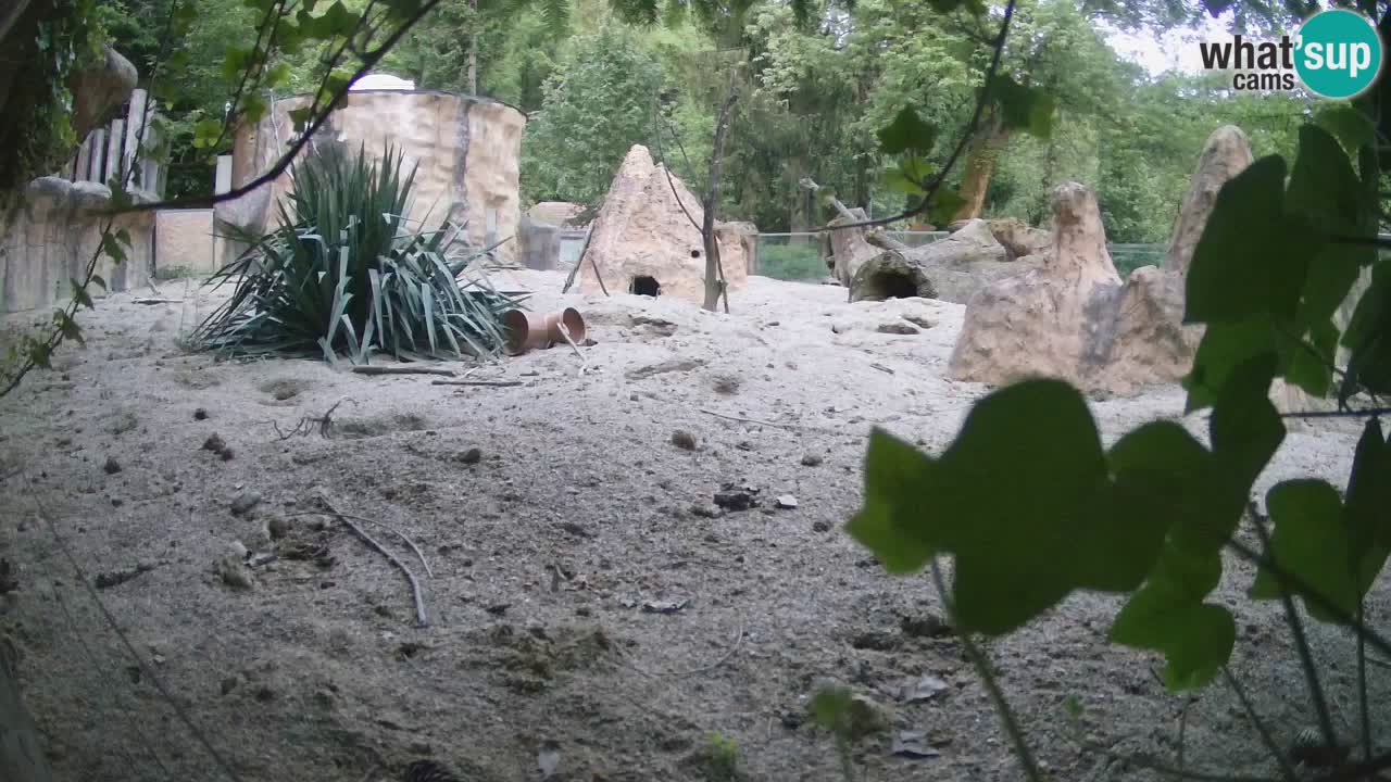 Live cam Zoo Ljubljana – Erdmännchen