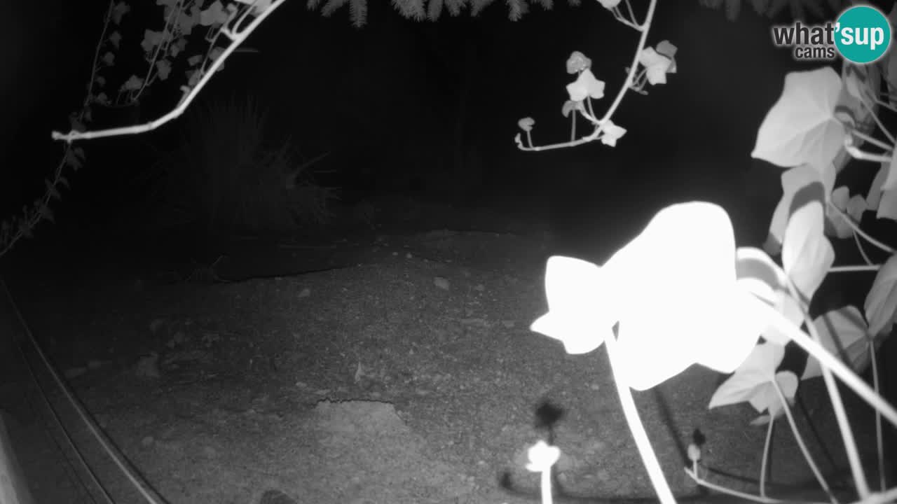 Spletna kamera Živalski vrt Ljubljana – Surikat