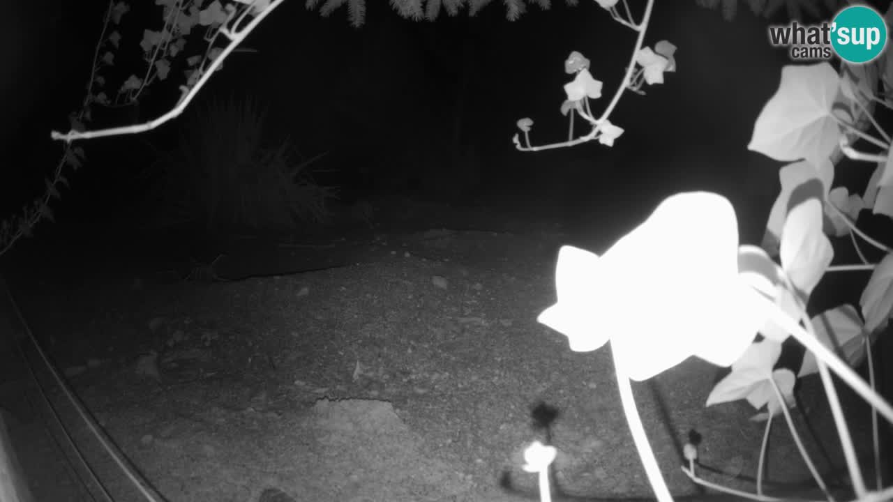 Webcam Zoo Ljubljana – Suricate