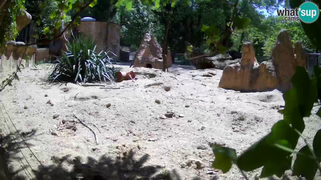 Zoo Ljubljana – Live webcam Meerkat (Suricata)