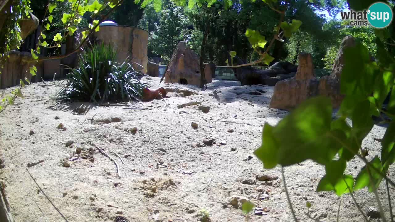 Web kamera Zoo Ljubljana – Merkat