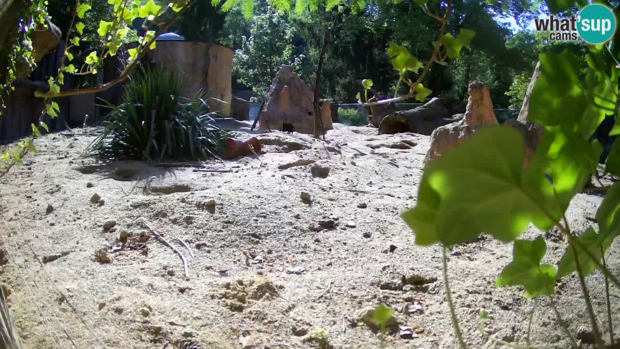 Web kamera Zoo Ljubljana – Merkat