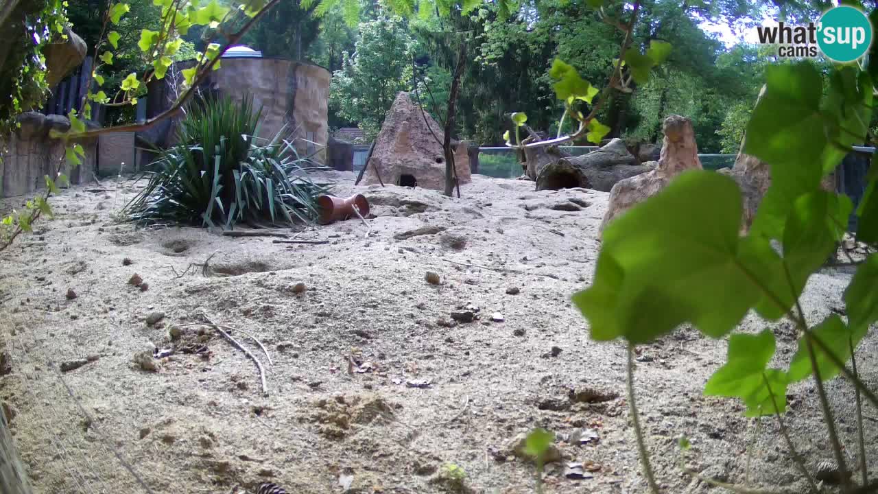 Live cam Zoo Ljubljana – Erdmännchen