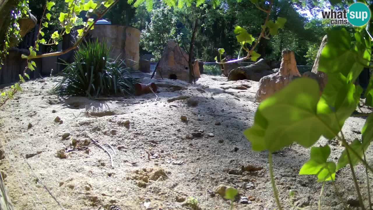 Zoo Ljubljana – Meerkat (Suricata)