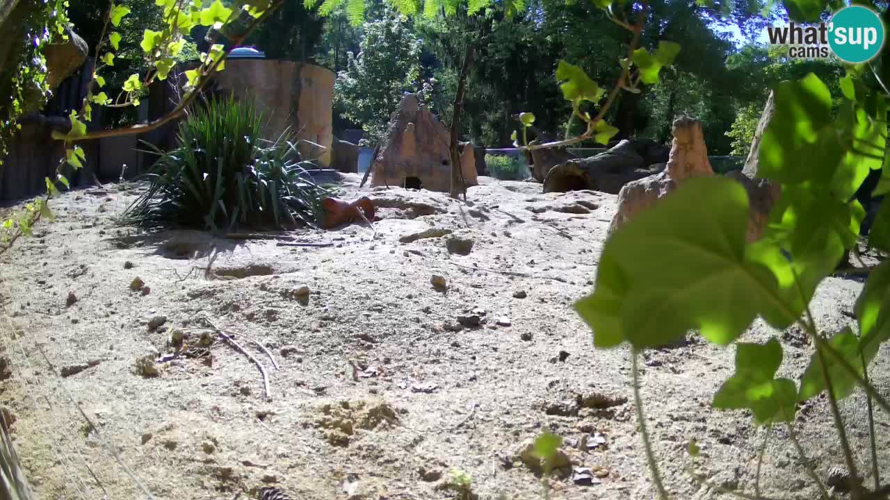 Zoo Ljubljana – Meerkat (Suricata)