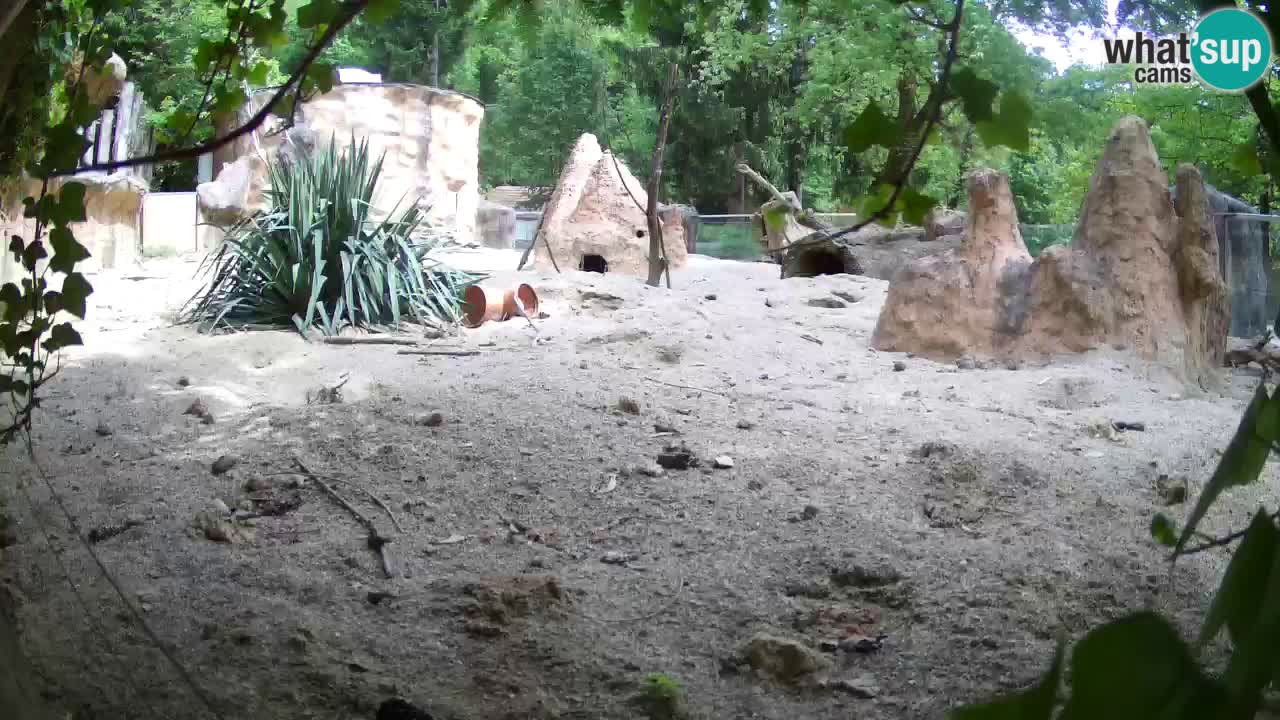 Webcam Zoo Ljubljana – Suricate