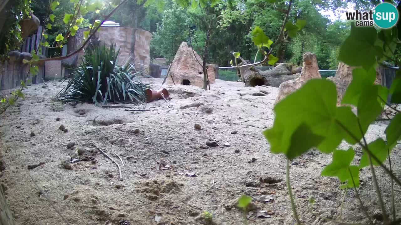 Web kamera Zoo Ljubljana – Merkat