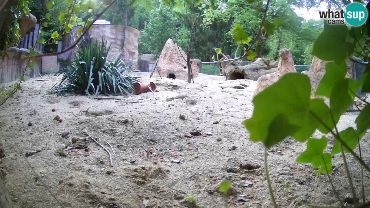 Zoo Ljubljana – Meerkat (Suricata)
