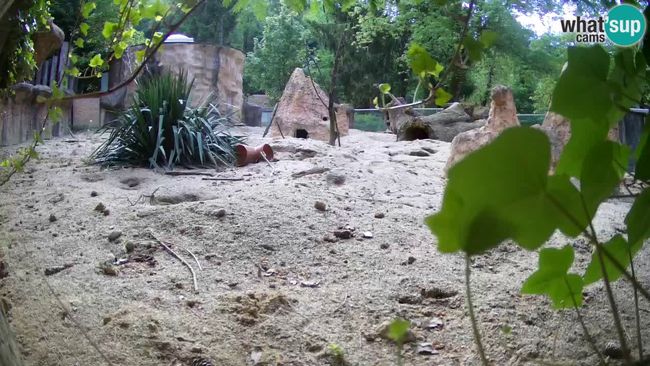Webcam live Zoo Ljubljana – Suricata