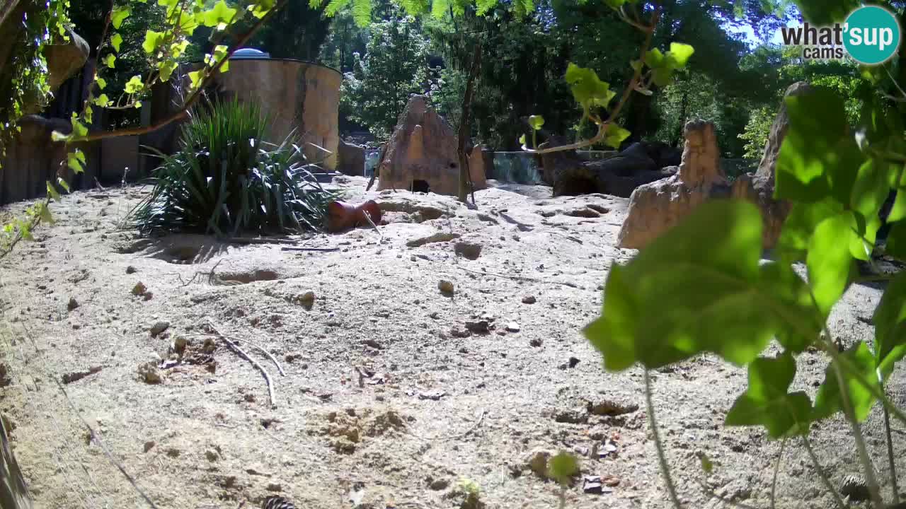 Zoo Ljubljana – Live webcam Meerkat (Suricata)