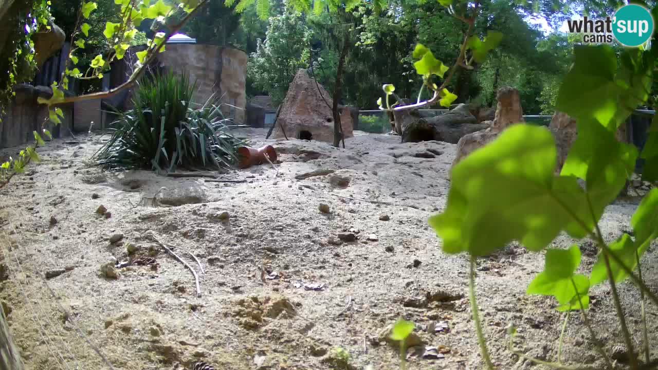 Zoo Ljubljana – Live webcam Meerkat (Suricata)
