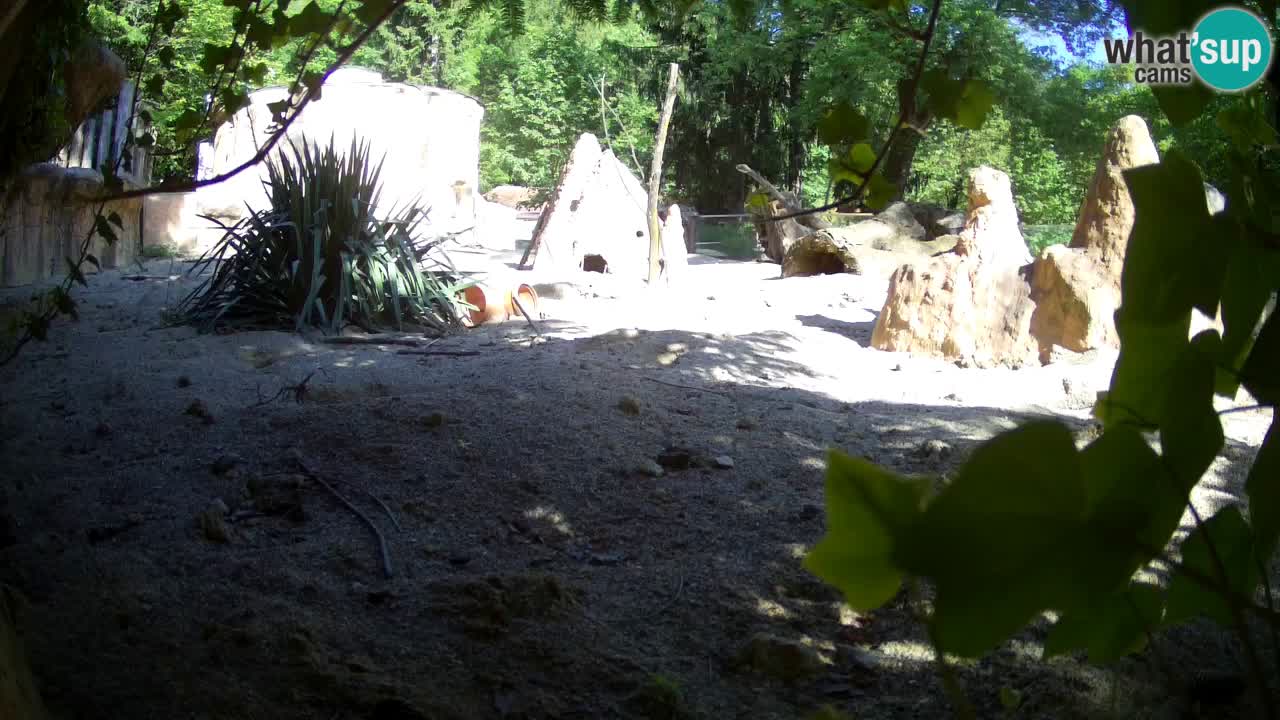 Zoo Ljubljana – Live webcam Meerkat (Suricata)