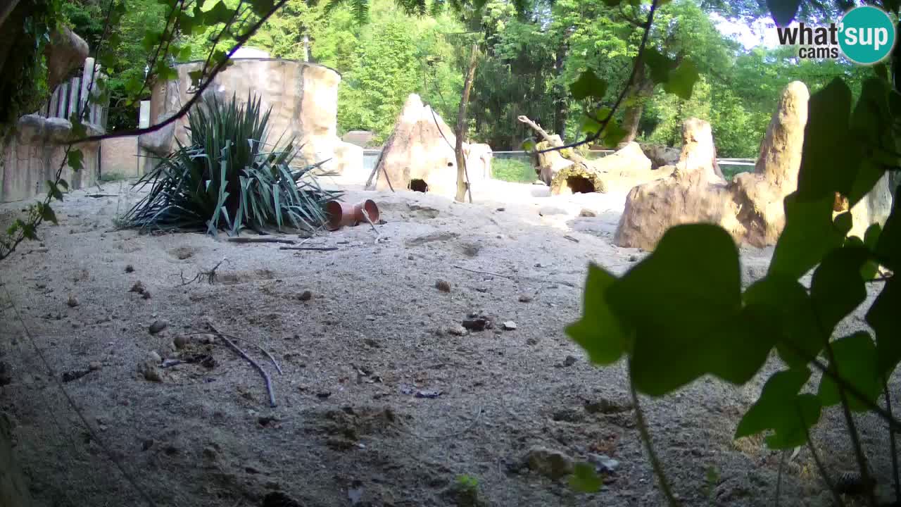 Live cam Zoo Ljubljana – Erdmännchen