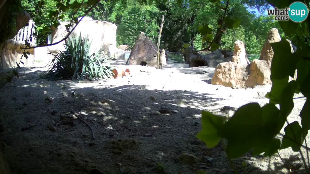 Zoo Ljubljana – Live webcam Meerkat (Suricata)