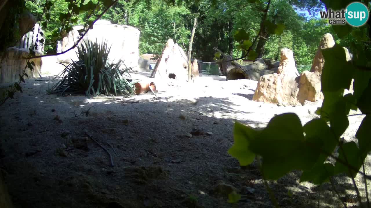 Zoo Ljubljana – Meerkat (Suricata)