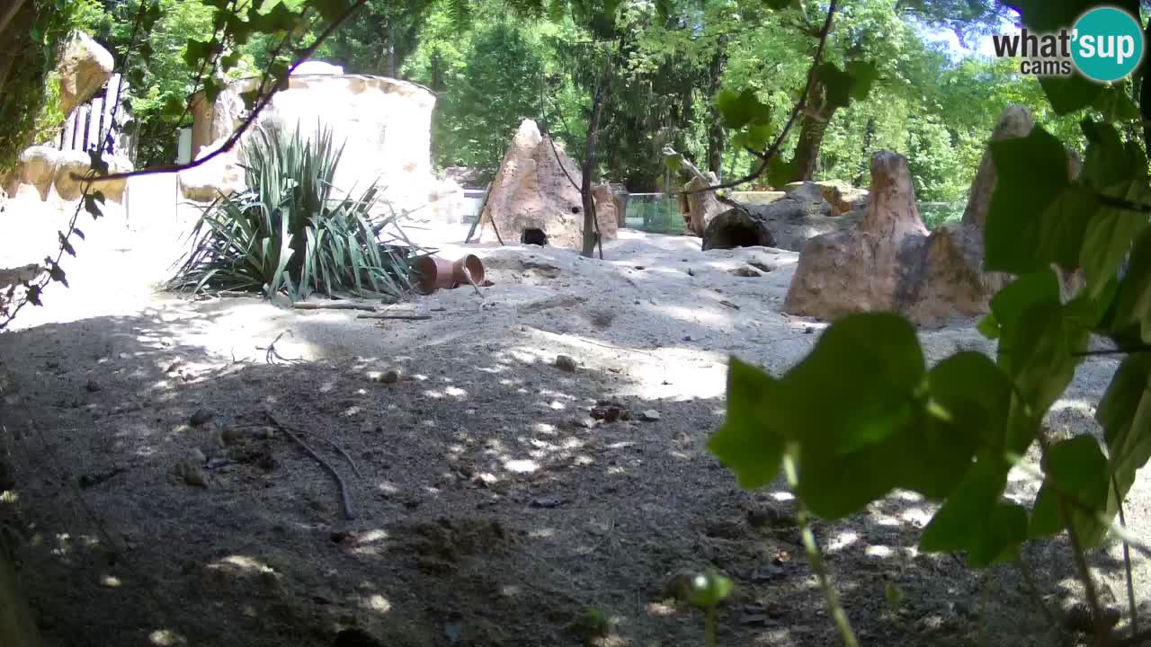Zoo Ljubljana – Meerkat (Suricata)