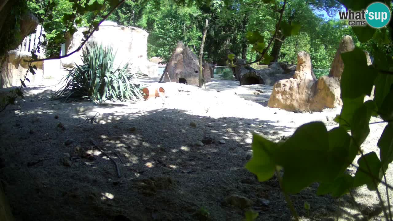 Live cam Zoo Ljubljana – Erdmännchen
