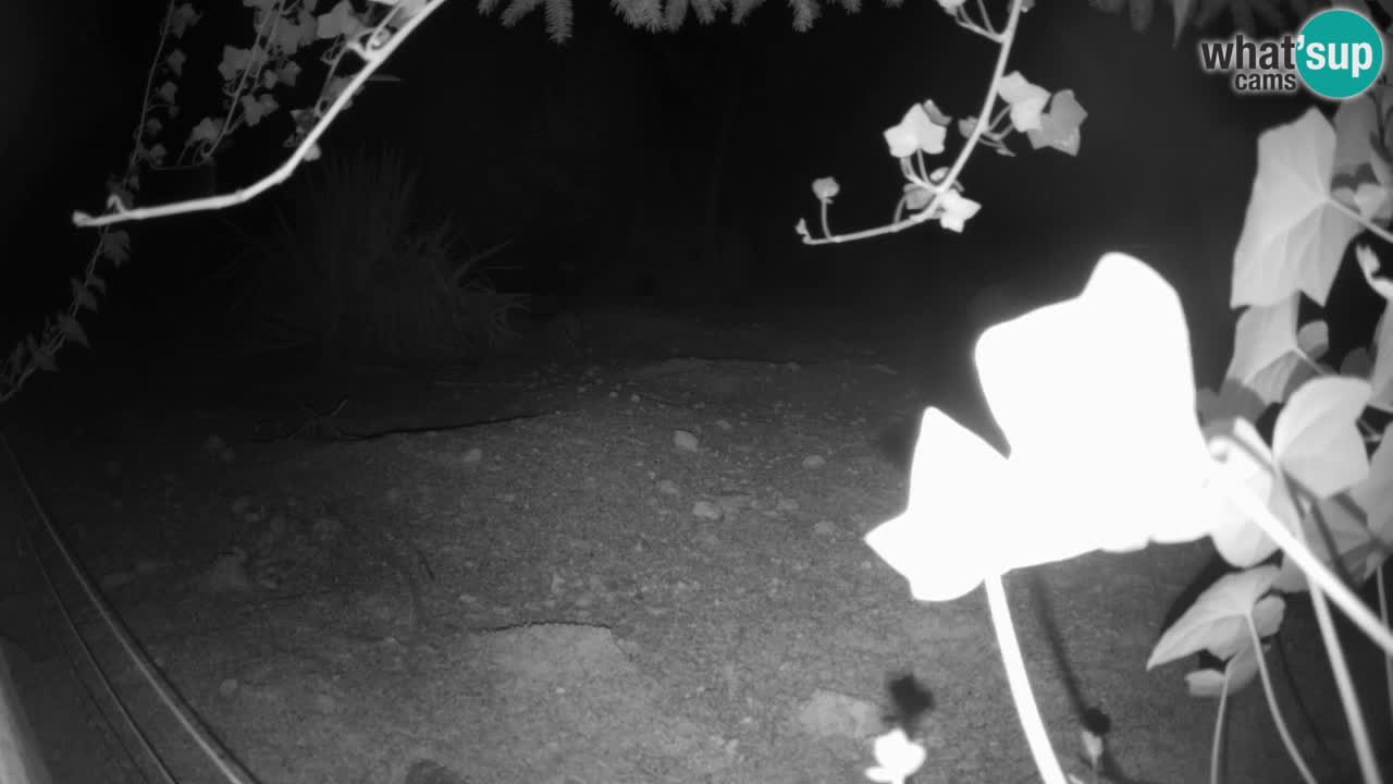 Webcam live Zoo Ljubljana – Suricata