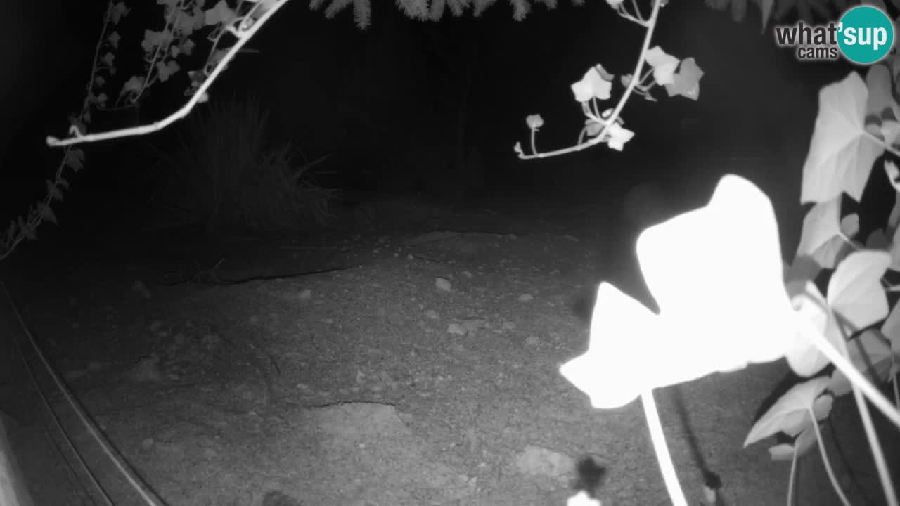Zoo Ljubljana – Live webcam Meerkat (Suricata)