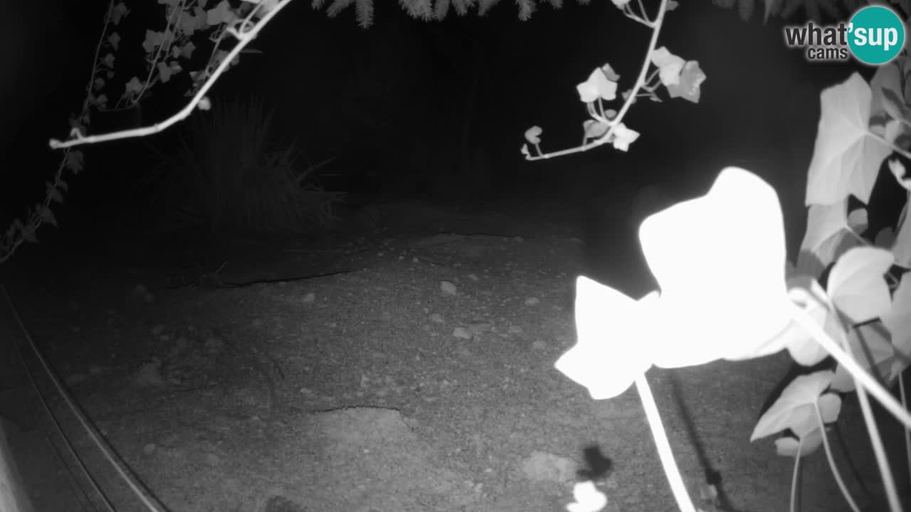 Live cam Zoo Ljubljana – Erdmännchen