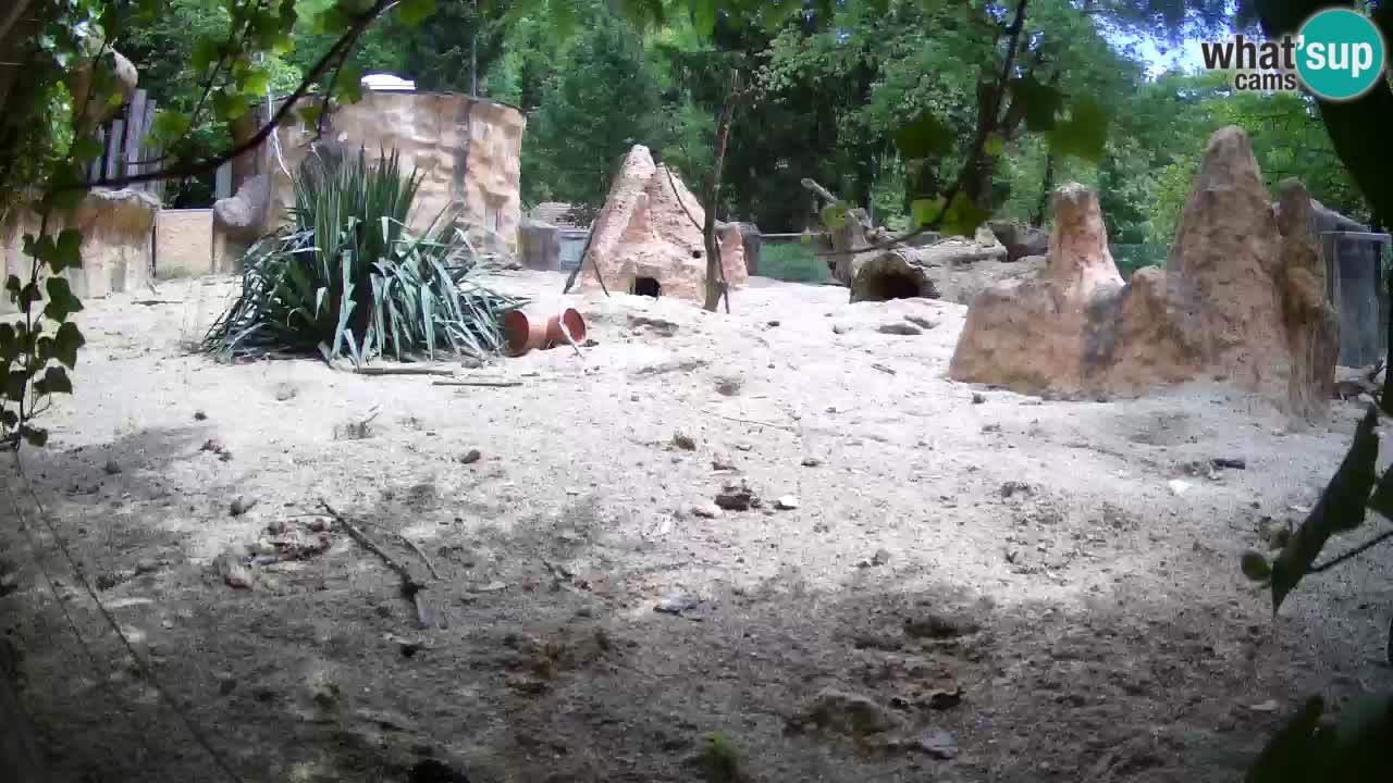 Zoo Ljubljana – Live webcam Meerkat (Suricata)